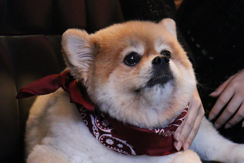 25 DG Pet Friendly Gallery